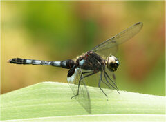 Erythrodiplax kimminsi