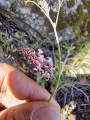 Trigonocapnos lichtensteinii