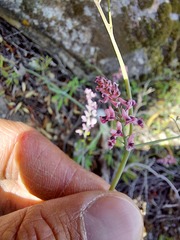 Trigonocapnos lichtensteinii