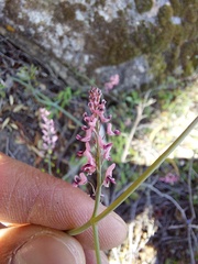Trigonocapnos lichtensteinii