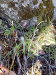 Trigonocapnos lichtensteinii