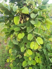 Piliostigma thonningii
