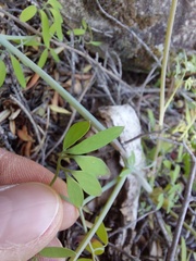 Trigonocapnos lichtensteinii