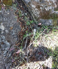 Trigonocapnos lichtensteinii