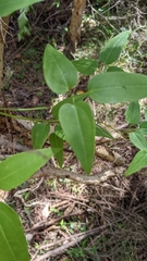 Clematis glycinoides