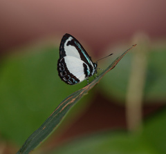 Psychonotis caelius