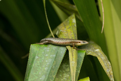 Trachylepis thomensis