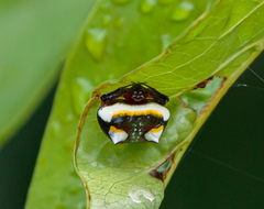 Poecilopachys australasia