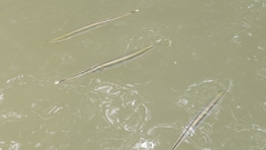 Zenarchopterus buffonis