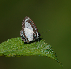 Psychonotis caelius