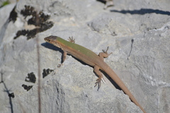 Podarcis melisellensis