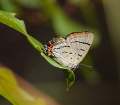 Jalmenus evagoras