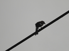 Dendrocitta formosae