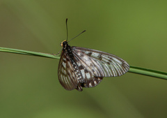 Acraea andromacha
