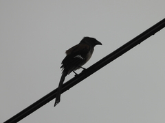 Dendrocitta formosae