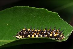Papilio anactus
