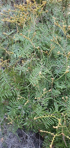 Gleichenia inclusisora (Gleichenia inclusisora)