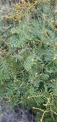 Gleichenia inclusisora