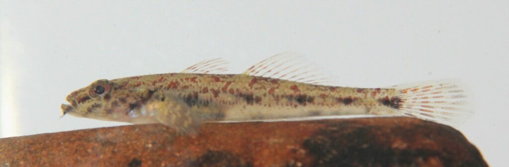 Bearded Flathead Goby