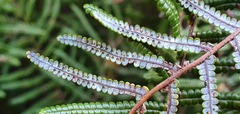 Gleichenia inclusisora