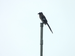 Dendrocitta formosae