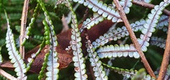 Gleichenia inclusisora