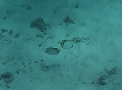 Chaetodon vagabundus