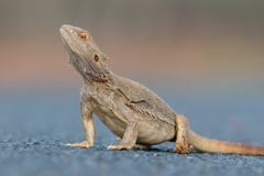 Pogona vitticeps