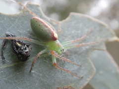 Araneus talipedatus
