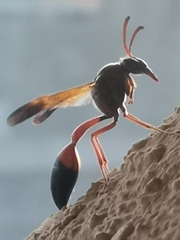 Delta dimidiatipenne