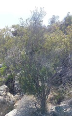 Phylica oleifolia