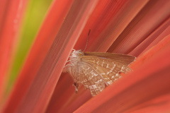 Theclinesthes onycha
