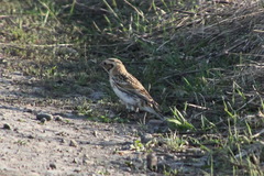 Calcarius lapponicus