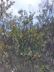 Phylica oleifolia