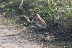 Calcarius lapponicus