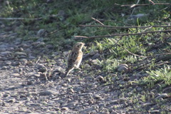 Calcarius lapponicus