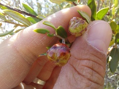 Phylica oleifolia