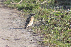 Calcarius lapponicus