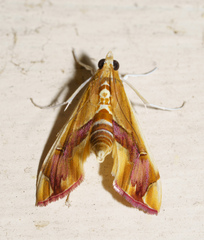 Agathodes ostentalis