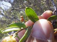 Phylica oleifolia