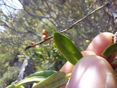 Phylica oleifolia