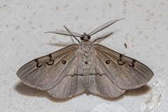 Hypochrosis sternaria