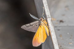 Hypochrosis sternaria