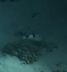 Parupeneus multifasciatus