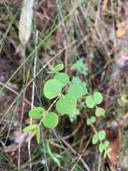 Bossiaea lenticularis