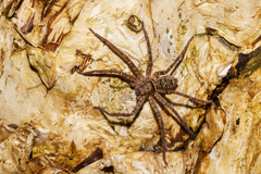 Heteropoda jugulans