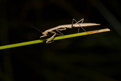Tenodera australasiae