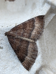 Larentia clavaria