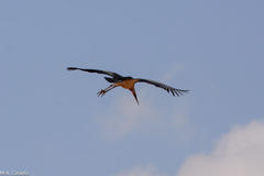 Leptoptilos crumenifer