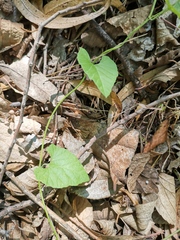Convolvulus farinosus